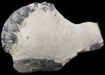 Juvenile Fossil Lobster - Eocene, London Clay #22084-1